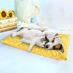 M / Yellow