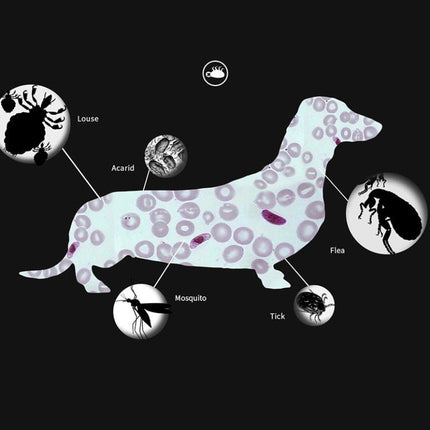 Pet Flea & Anti - Lice Collar Pet In Vitro Insect Repellent Ring, Cat/38cm, Small Dog/38cm, Large Dog/70cm - DealBuddy